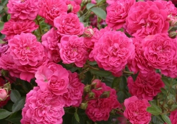 Rosa Roxy