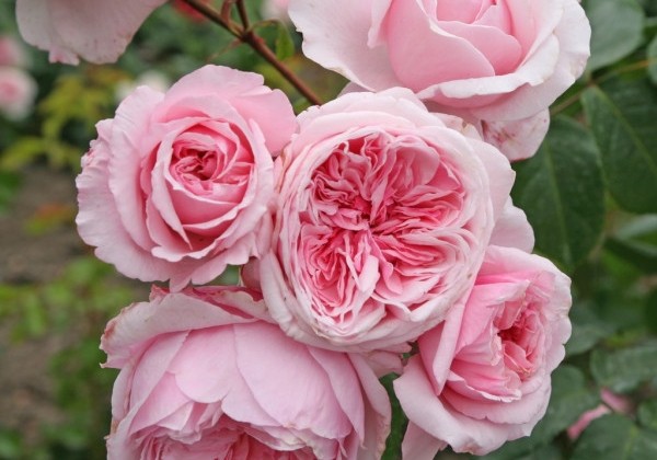 Rosa Kiss me Kate, 2l podā
