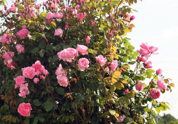 Rosa Kiss me Kate, 2l podā