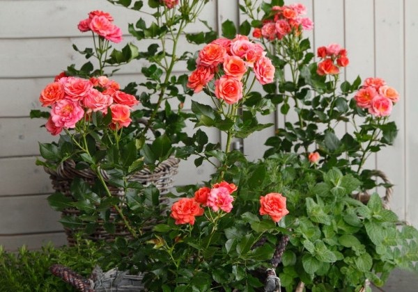 Rosa Mandarin, augststumbrs 60cm