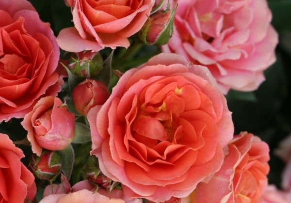 Rosa Mandarin, augststumbrs 60cm