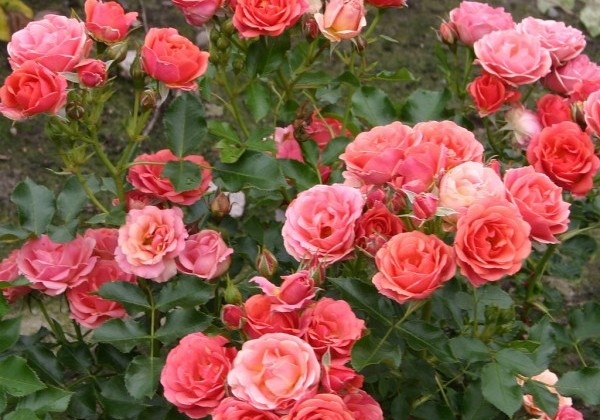 Rosa Mandarin, augststumbrs 60cm