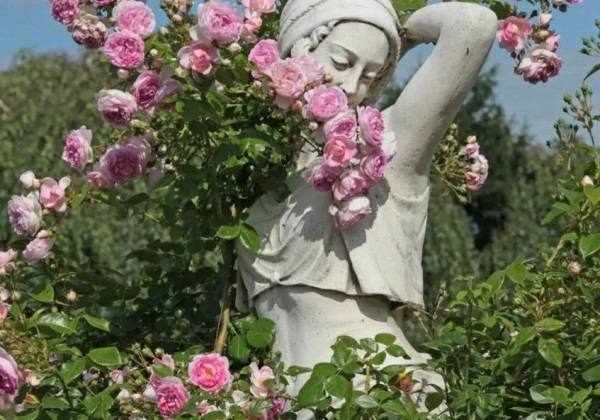 Rosa Jasmina, augststumbrs 120cm