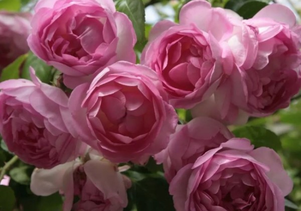 Rosa Jasmina, augststumbrs 120cm