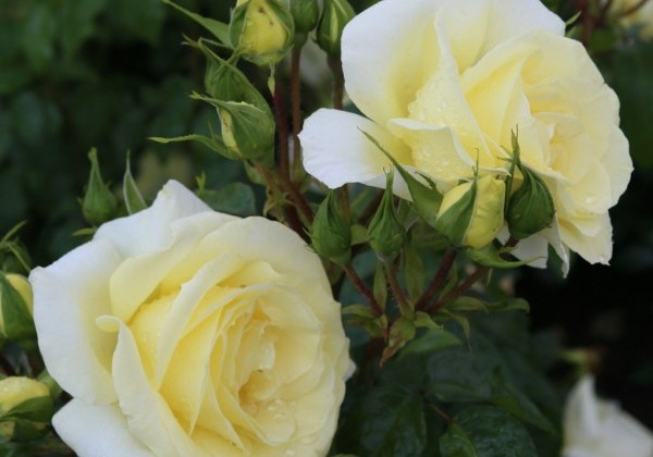Rosa Limona, 2l podā