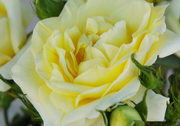 Rosa Limona, 2l podā