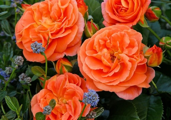 Rosa Mango, augststumbrs 60cm