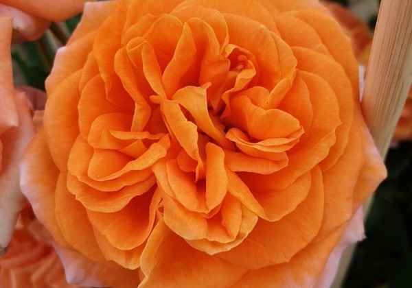 Rosa Mango, augststumbrs 60cm