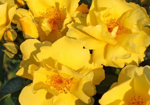 Rosa Lemon Fizz
