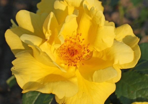 Rosa Lemon Fizz
