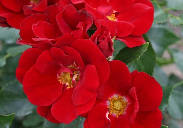 Rosa Marondo
