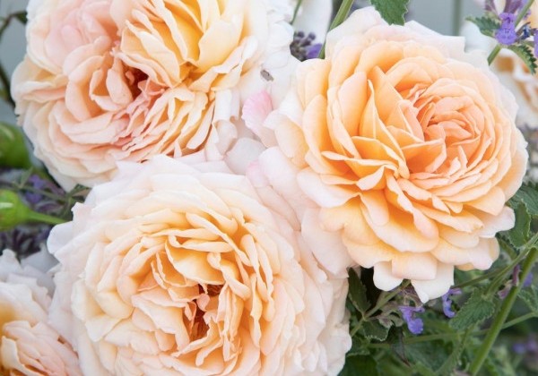 Rosa Großherzogin Luise, augststumbrs 80cm
