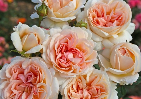Rosa Großherzogin Luise, augststumbrs 80cm