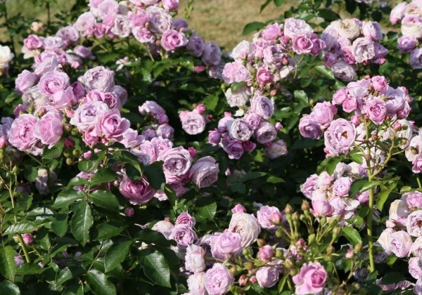 Rosa Nautica, augststumbrs 80cm