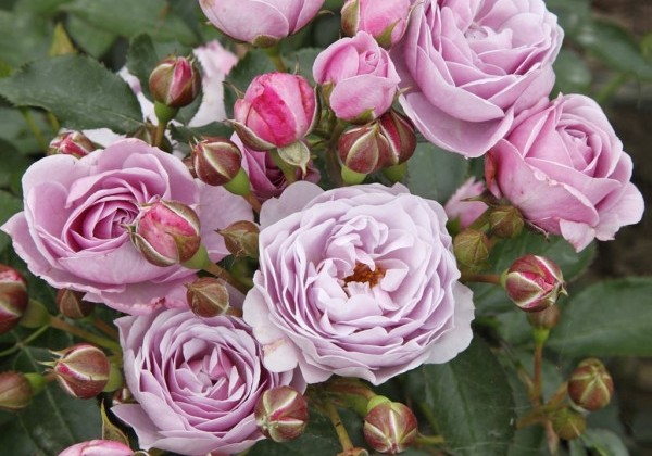 Rosa Nautica