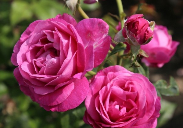 Rosa Carmen Würth, 2l podā