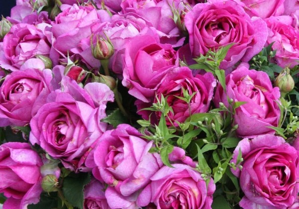Rosa Carmen Würth, 2l podā