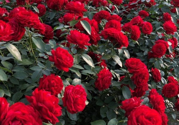 Rosa Till Eulenspiegel