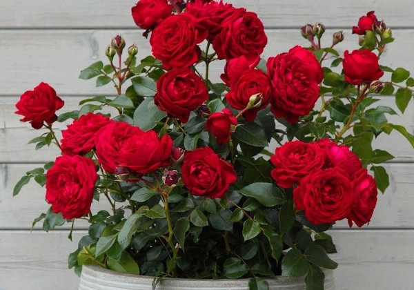 Rosa Till Eulenspiegel