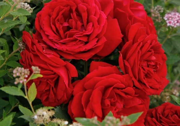 Rosa Till Eulenspiegel