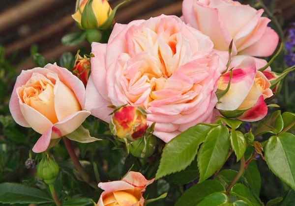 Rosa Concorde