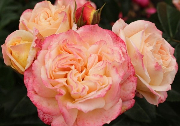 Rosa Concorde