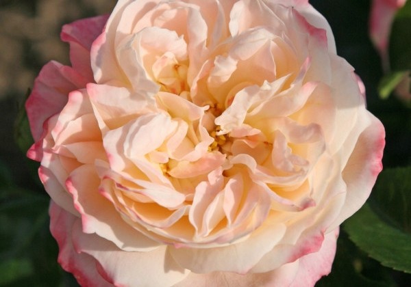 Rosa Concorde