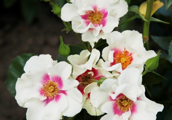 Rosa SEE YOU in purple, augststumbrs 80cm