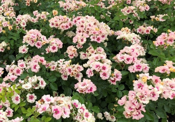 Rosa SEE YOU in purple, augststumbrs 80cm