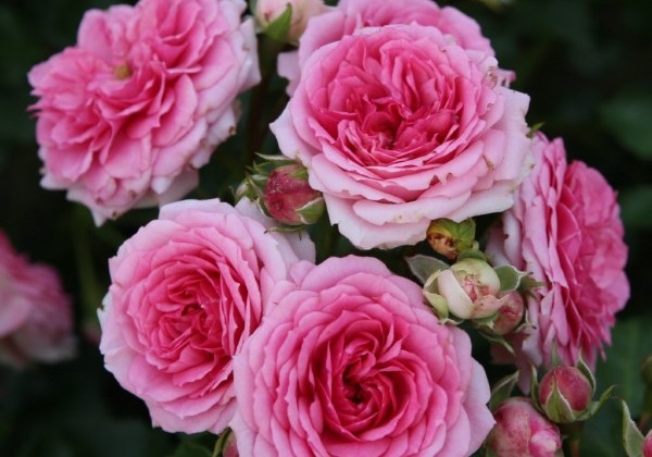 Rosa Amica, augststumbrs 60cm