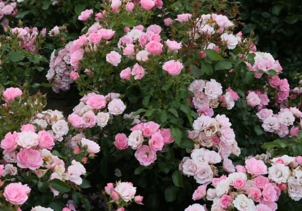 Rosa Roselina, 2l podā