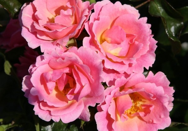 Rosa Roselina, 2l podā