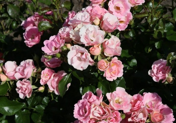 Rosa Roselina, 2l podā