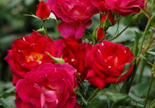 Rosa Ile de Fleurs / Max Reinhardt-Rose