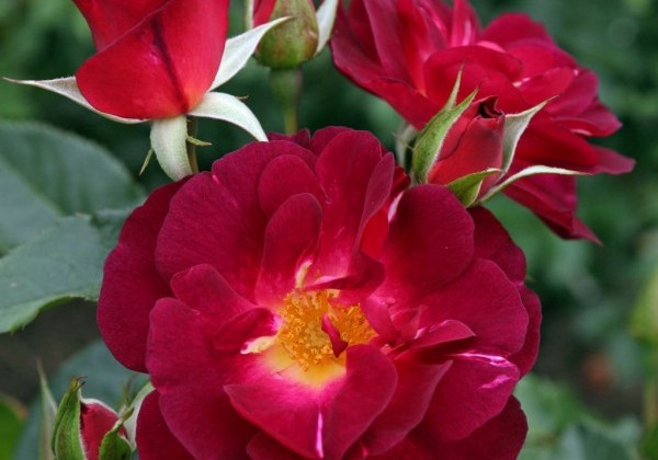 Rosa Ile de Fleurs / Max Reinhardt-Rose, 2l podā