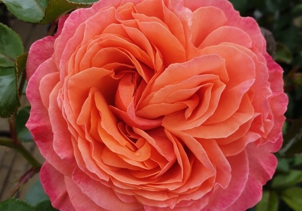 Rosa Coral Lions-Rose