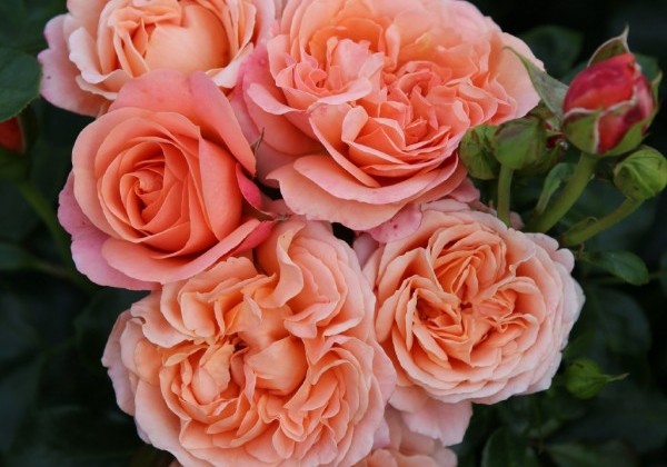 Rosa Coral Lions-Rose, 2l podā