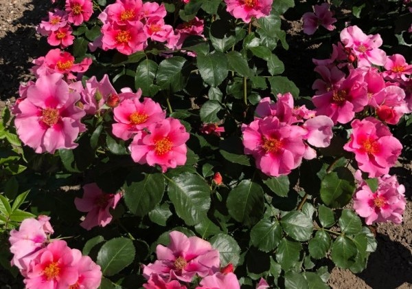 Rosa SEE YOU in pink, augststumbrs 80cm