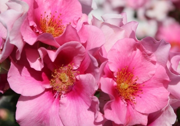 Rosa SEE YOU in pink, augststumbrs 80cm