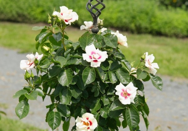 Rosa SEE YOU in red, augststumbrs 80cm