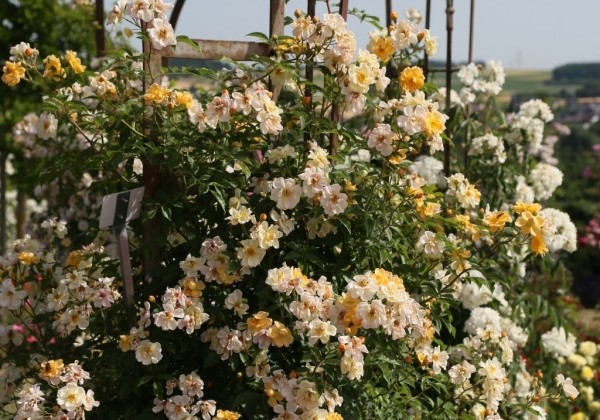 Rosa Sunny Siluetta, augststumbrs 60cm