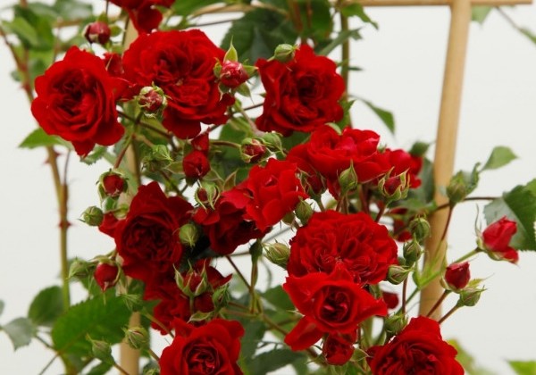 Rosa Crimson Siluetta, augststumbrs 140cm