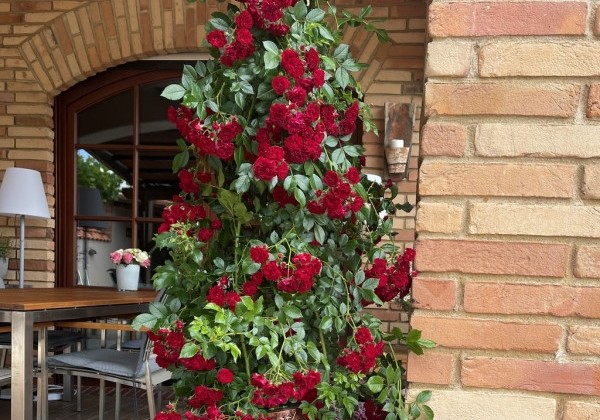Rosa Crimson Siluetta, augststumbrs 80cm