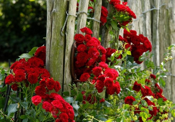 Rosa Crimson Siluetta, augststumbrs 80cm