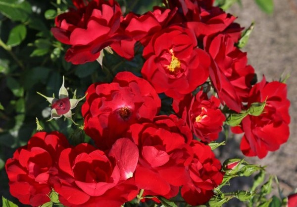 Rosa Cayenne