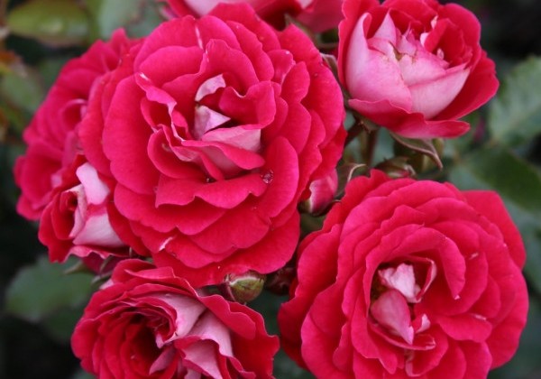 Rosa Corazon, augststumbrs 60cm