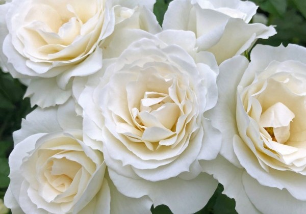 Rosa Baby Schneewittchen, augststumbrs 60cm