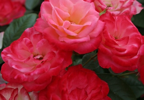 Rosa Enjoy, 2l podā