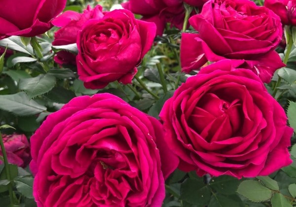 Rosa Für Elise, 2l podā