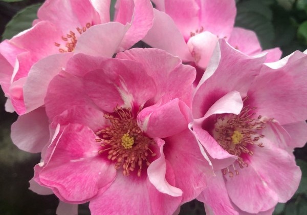 Rosa SEE YOU in rose, augststumbrs 80cm